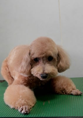 小野ハナちゃん