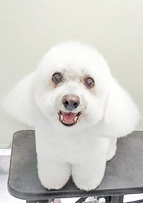 吉本ラピスちゃん