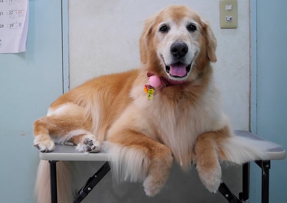 園田ファミレちゃん