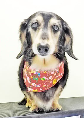 湯田モモちゃん