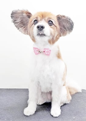 玉利ゆずちゃん