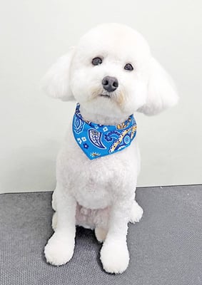 山小田アンディちゃん