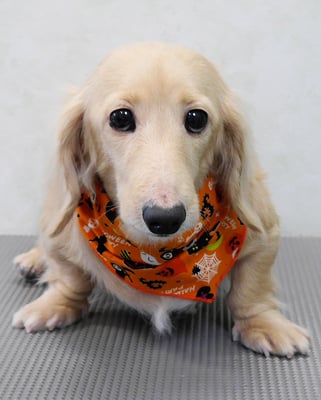 鳥越ハッピーちゃん