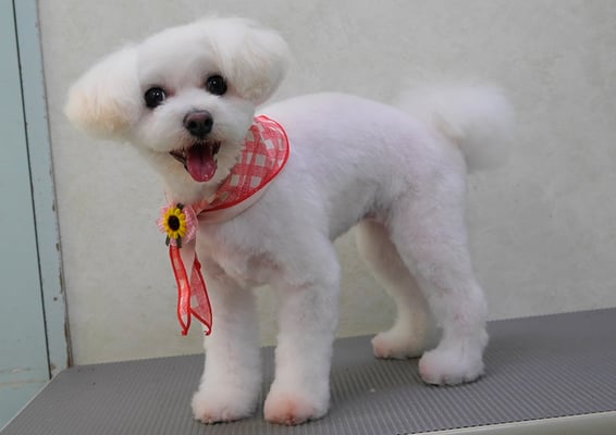 中島フワリちゃん