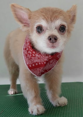 江上ベベちゃん