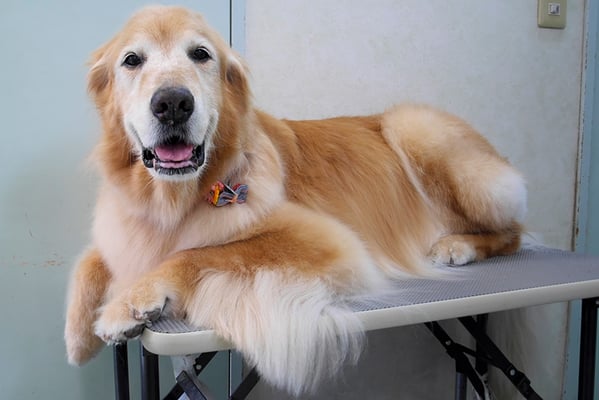 園田ファミレちゃん