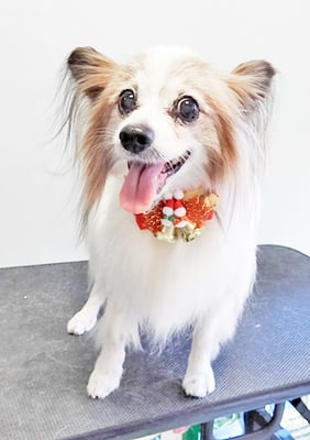 吉田パピちゃん