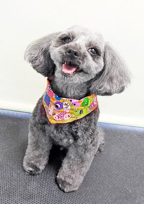 森崎ラブちゃん