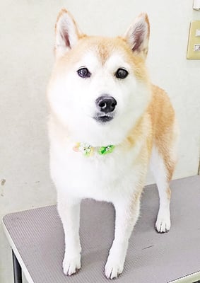 小村ゆずちゃん