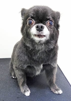 森崎シロちゃん