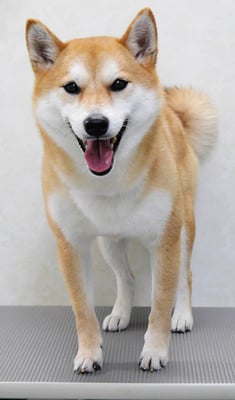 小村ユズちゃん