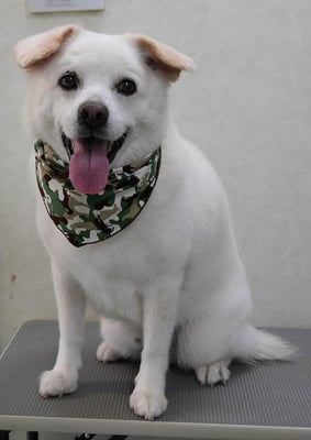 宮屋敷ボンタちゃん