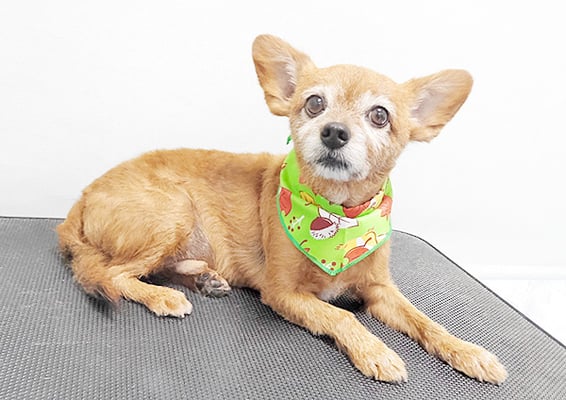 助村ルウちゃん