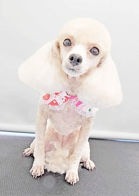 新留モコちゃん