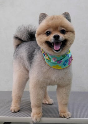 福寿コロちゃん