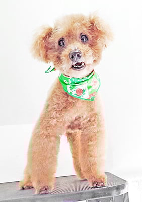 前田ソルファちゃん