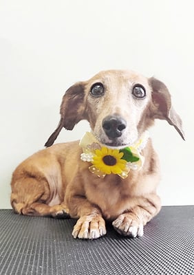 別府モモちゃん