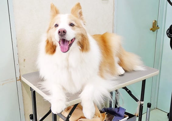 森本アンズちゃん