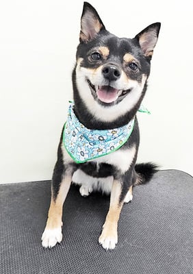 中尾あんずちゃん