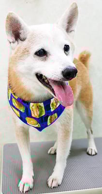 有馬コタロウちゃん