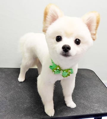 眞田ポポちゃん