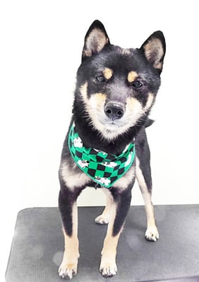 中野めらんちゃん