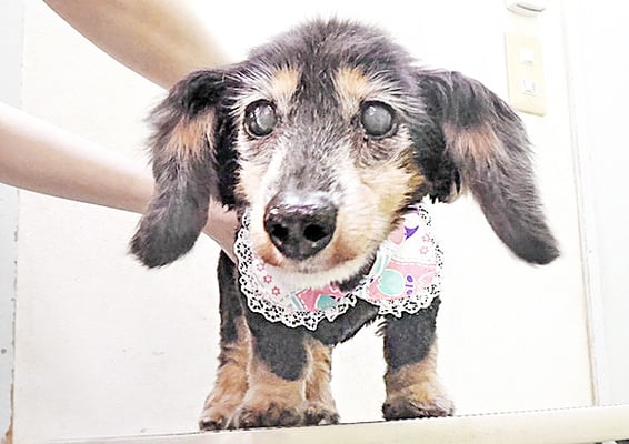 谷口チョコちゃん