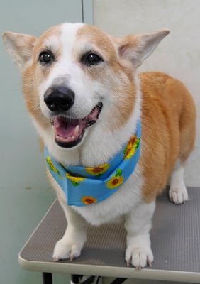 西方レオちゃん