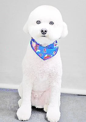 山小田アンディちゃん