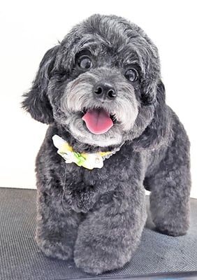 菅原クーちゃん