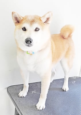 川﨑すももちゃん