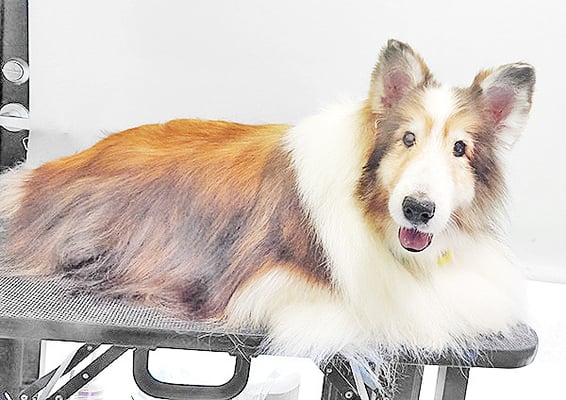 前野レオンちゃん