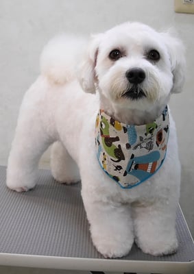 下野こまるちゃん