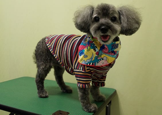 本渡プリンちゃん