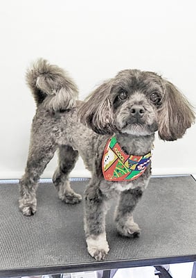 山口オレオちゃん