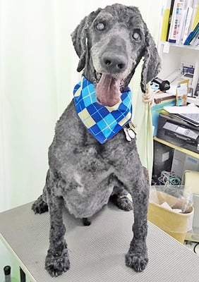 瀬戸山ココアちゃん