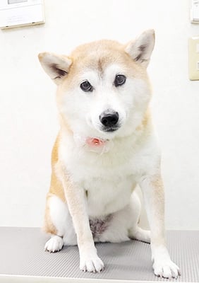 川﨑すももちゃん