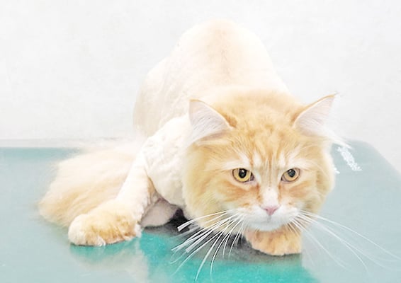 福永つくもちゃん