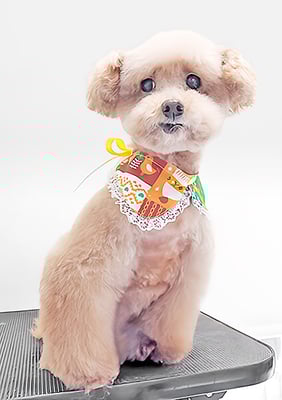 福田ダイアリーちゃん