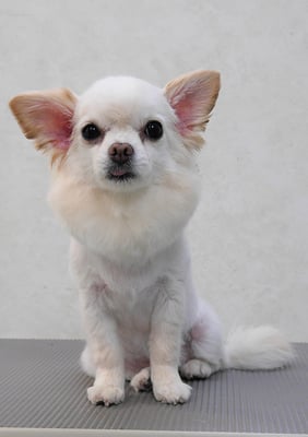 森崎ヒメちゃん