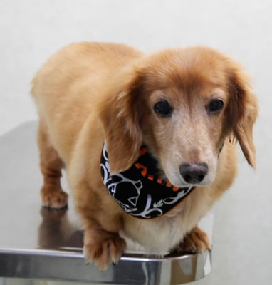 別府リンちゃん