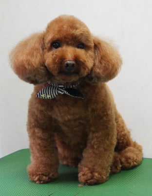 迫田リクちゃん