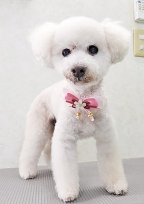 三宅美豚ちゃん