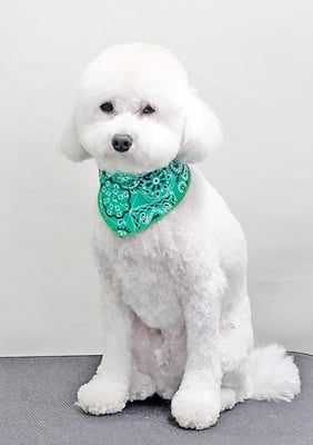 山小田アンディちゃん