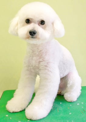 前村ゆきちゃん