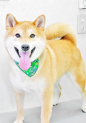 佐野りくちゃん