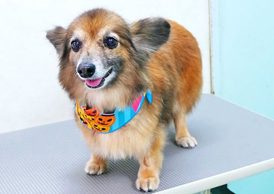 田島ベリちゃん