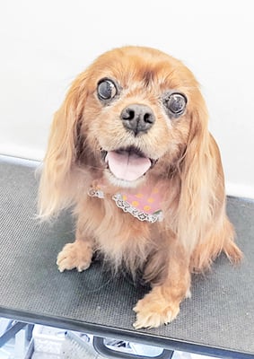 橋口ルビーちゃん