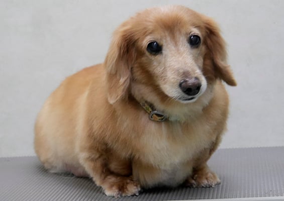 別府リンちゃん