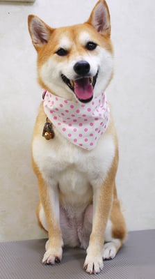 小村ユズちゃん